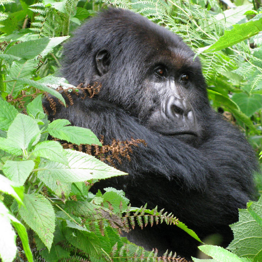 Gorilla sitting among trees